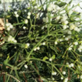 Bild von Apotheke Zum Auge Gottes Mag. G. Libowitzky KG