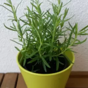 Bild von Apotheke Zum Auge Gottes Mag. G. Libowitzky KG