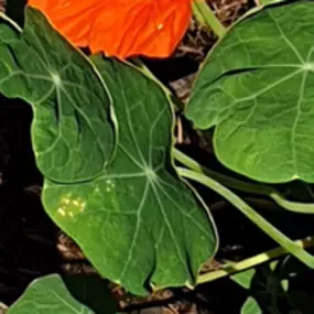 Bild von Apotheke Zum Auge Gottes Mag. G. Libowitzky KG