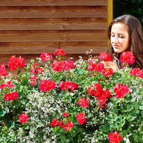 Bild von Schöne Blumen Floristik & Gartenbau