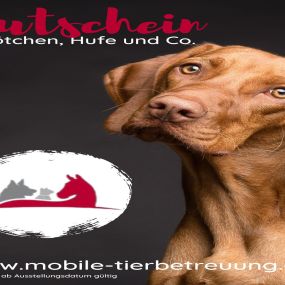 Bild von Hundepension Hundekindergarten Mobile Tierbetreuung Pfötchen Hufe und Co. Inh. Katrin Heidel