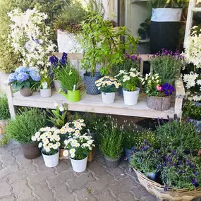 Bild von Lägere Blueme GmbH