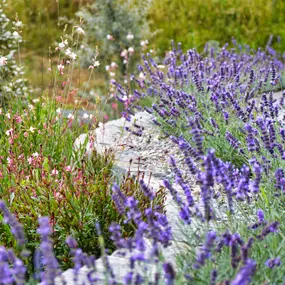 Bild von Schneebeli Blumen & Garten