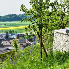 Bild von Schneebeli Blumen & Garten