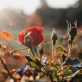 Bild von ROSENGARTEN-Tierbestattung Rostock