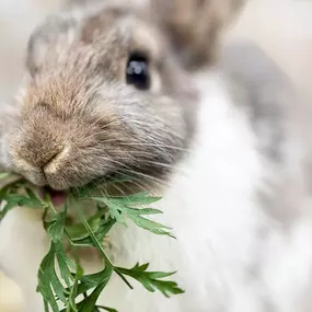 Villa Lindenbaum
Herzebrock-Clarholz
pme Familienservice GmbH
global education