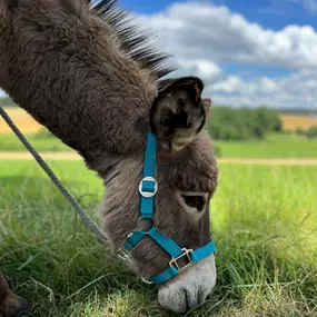 Bild von Ulmer Esel | Eselwanderungen & mehr!