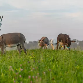 Bild von Ulmer Esel | Eselwanderungen & mehr!