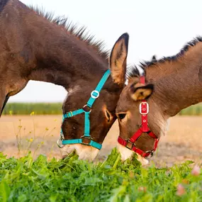 Bild von Ulmer Esel | Eselwanderungen & mehr!