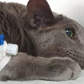 Bild von Dr.med.vet. Andre Synilo Tierärztliche Praxis