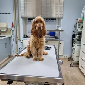 Bild von Dr.med.vet. Andre Synilo Tierärztliche Praxis