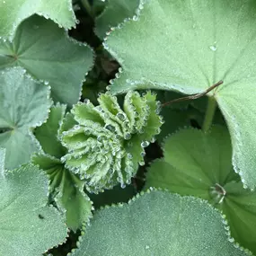 Unten stehend einige der Angebote:

 

Ausstellungsfläche von 1200m2 mit Deko-Artikeln, Blumen u. Schnittgrün und Aussenpflanzen
200m2  Kühlraum
tägliche Anlieferung von Frischware aus Holland und Italien 
Regionale Schweizer Schnittblumen u. Pflanzen
Druck von Kranzschleifen
wir bieten einen regionalen Lieferservice an
Versenden von Frischblumen in der ganzen Schweiz mit dem Postservice  Swissexpress Innight
ein grosses Fasnachtsblumensortiment