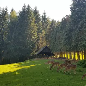 Bild von Waldgasthof & Hotel 