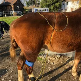 Bild von Tierphysio-Praxis Oberland GmbH