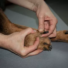 Bild von Tierphysio-Praxis Oberland GmbH