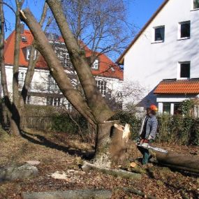 Während einer Baumfällung_Werner Anderlik Garten- und Landschaftsbau