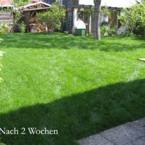 Rollrasen nach zwei Wochen_Werner Anderlik Garten- und Landschaftsbau GmbH