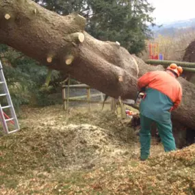 Entasteter Baum wird gefällt_Werner Anderlik Garten- und Landschaftsbau