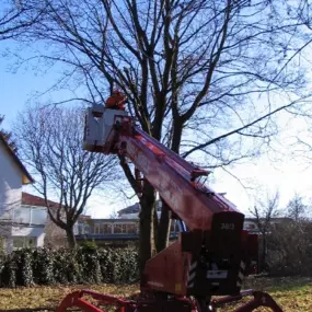 Hebebühne für Baumfällung_Werner Anderlik Garten- und Landschaftsbau