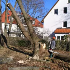 Während einer Baumfällung_Werner Anderlik Garten- und Landschaftsbau