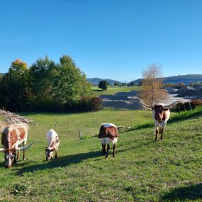 Nachhaltige Kühe - Hochuli AG - Kies, Sand und Beton - Kölliken AG - Aargau
