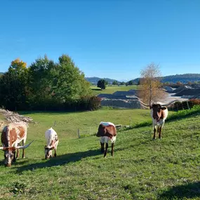 Nachhaltige Kühe - Hochuli AG - Kies, Sand und Beton - Kölliken AG - Aargau