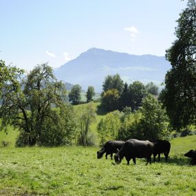 Bild von Chäs-Hütte