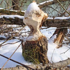 Leitner Barbara Mag Büro für Freilandökologie und Naturschutzplanung