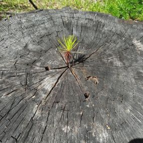 Bild von Putzfirma-muenchen.de Naturglanz