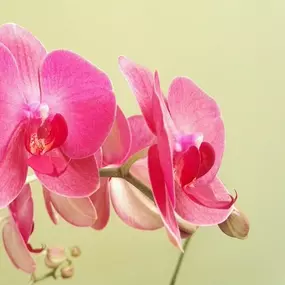 Bild von Linly Thai Massage