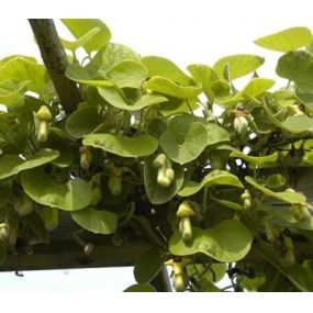 Aristolochia macrophylla_Zanker Gartenbau