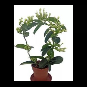 Stephanotis_Zanker Gartenbau