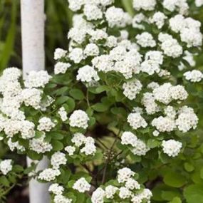 Spiraea vanhouttei_Zanker Gartenbau