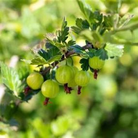 Ribes uva-crispa_Zanker Gartenbau