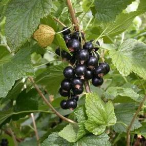 Ribes Nigrum_Zanker Gartenbau