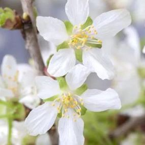 Prunus incisa_Zanker Gartenbau