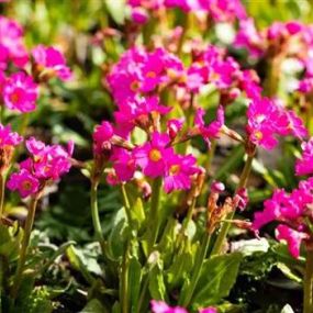 Primula Rosea_Zanker Gartenbau