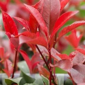 Photinia Fraseri_Zanker Gartenbau