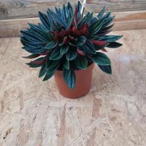 Peperomia_Zanker Gartenbau