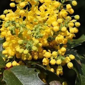 Mahonia aquifolium_Zanker Gartenbau