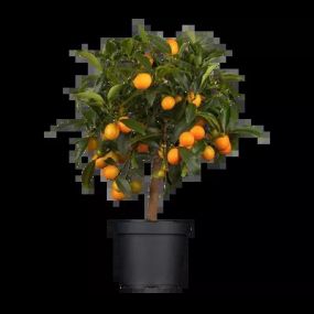 Kumquat_Zanker Gartenbau