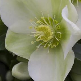 Helleborus_Zanker Gartenbau