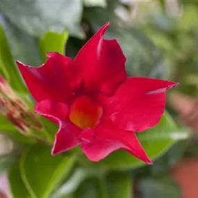 Dipladenia Rio Bella rot_Zanker Gartenbau