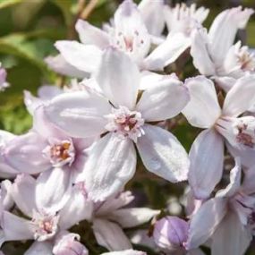 Deutzia hybrida_Zanker Gartenbau