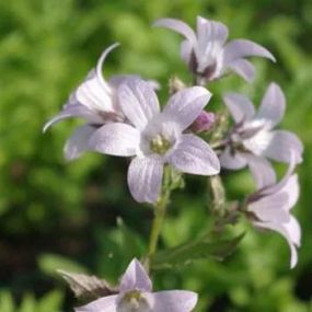 Campanula lactiflora_Zanker Gartenbau