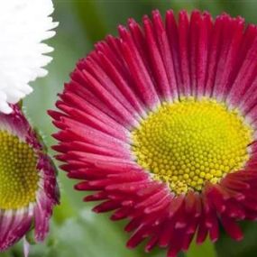 Bellis Perennis_Zanker Gartenbau