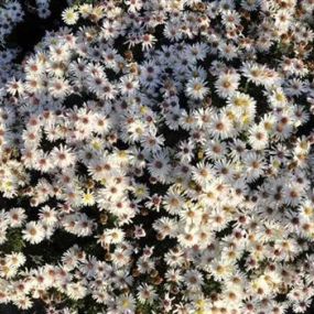 Aster dumosus Apollo_Zanker Gartenbau