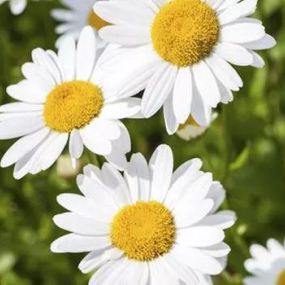 Argyranthemum frutescens weiß_Zanker Gartenbau