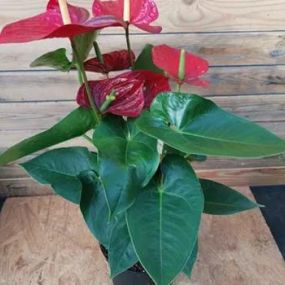 Anthurium (Flamingoblume)_Zanker Gartenbau