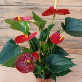 Anthurium (Flamingoblume)_Zanker Gartenbau